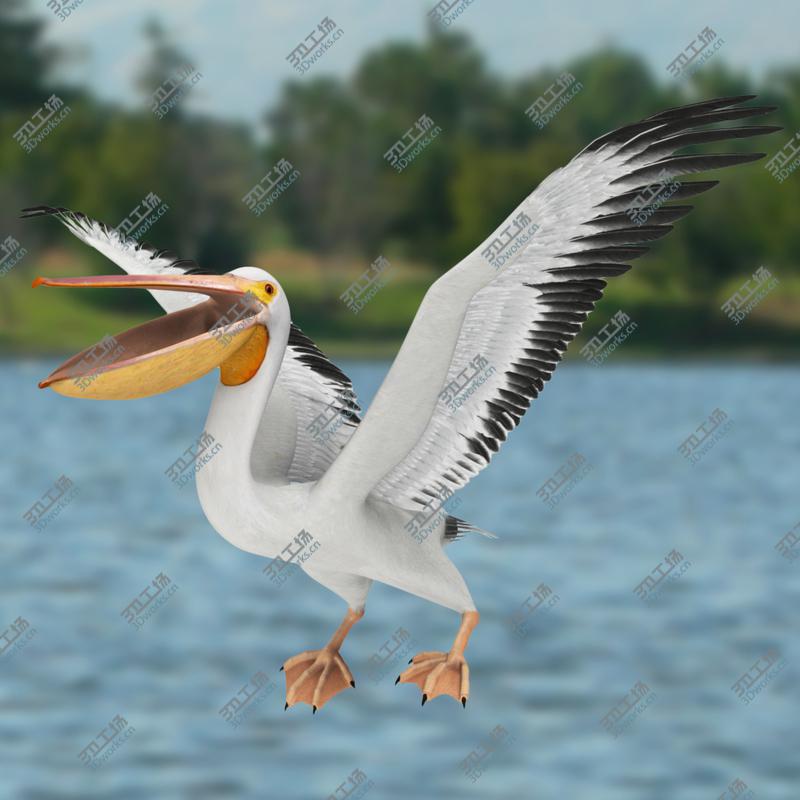 images/goods_img/202105074/Pelecanus Erythrorhynchos 'American White Pelican'/2.jpg